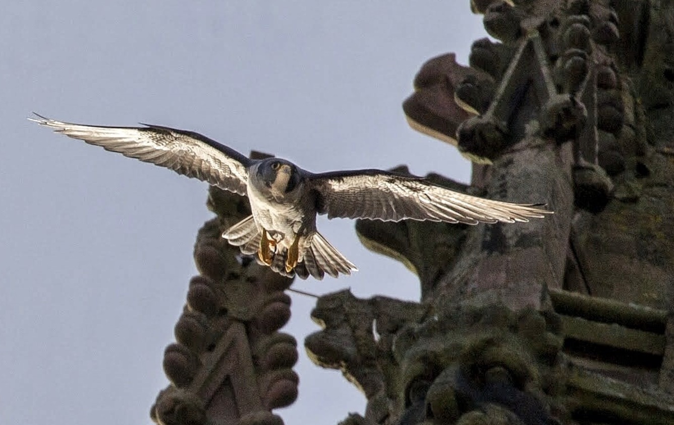 Worcester Cathedral is the latest cathedral to launch its Peregrine Livestream